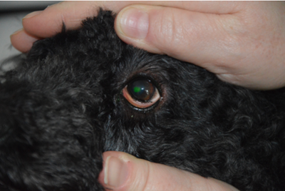 Øjenbetændelse hos hund kat - Gribskov dyreklinik